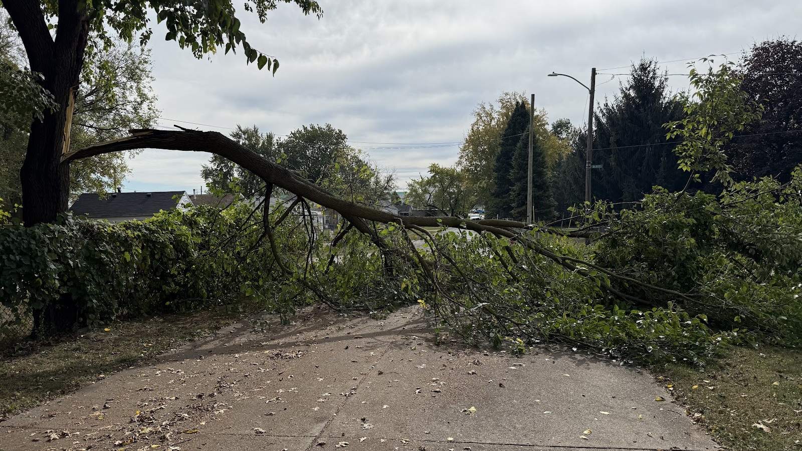 A large limb snapped off a tree and lying across a Toledo driveway and hedge after a storm.